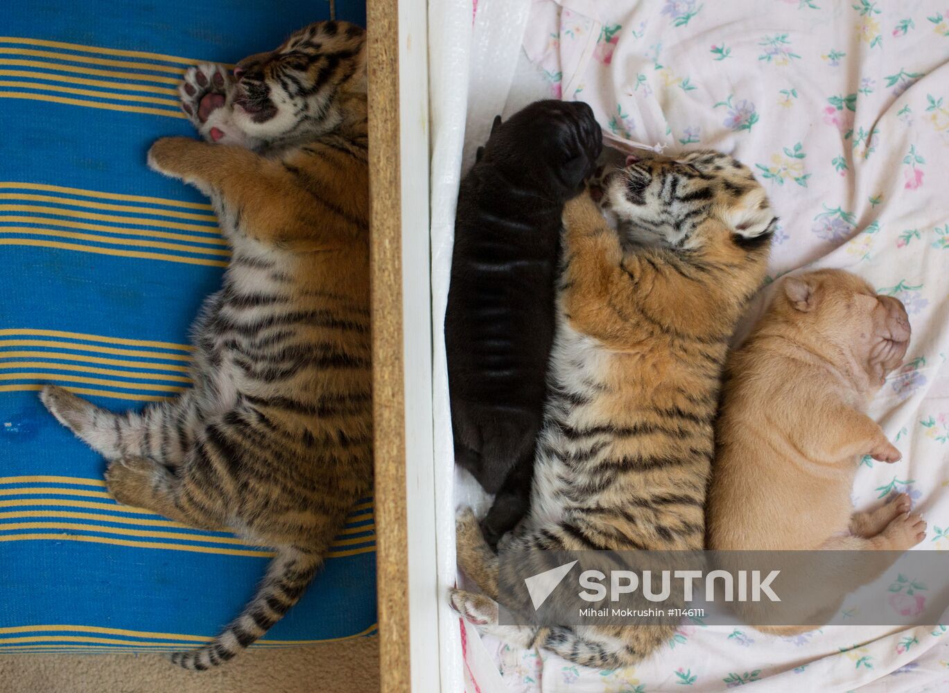 Dog nurses tiger cubs abandoned by their mother in Sochi