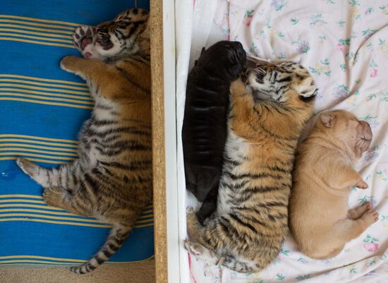 Dog nurses tiger cubs abandoned by their mother in Sochi