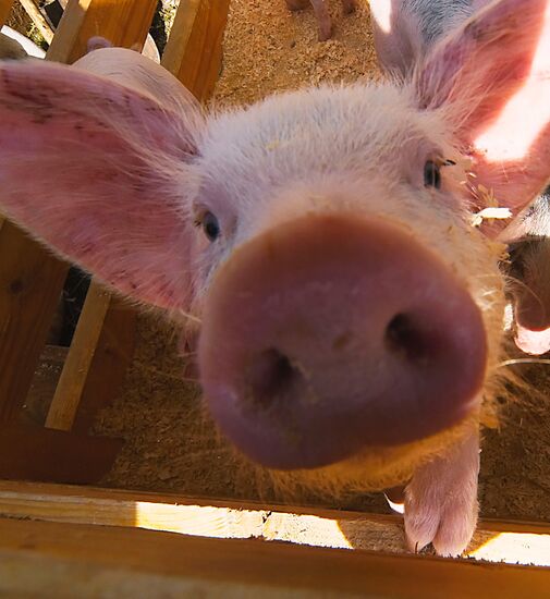 Pigling