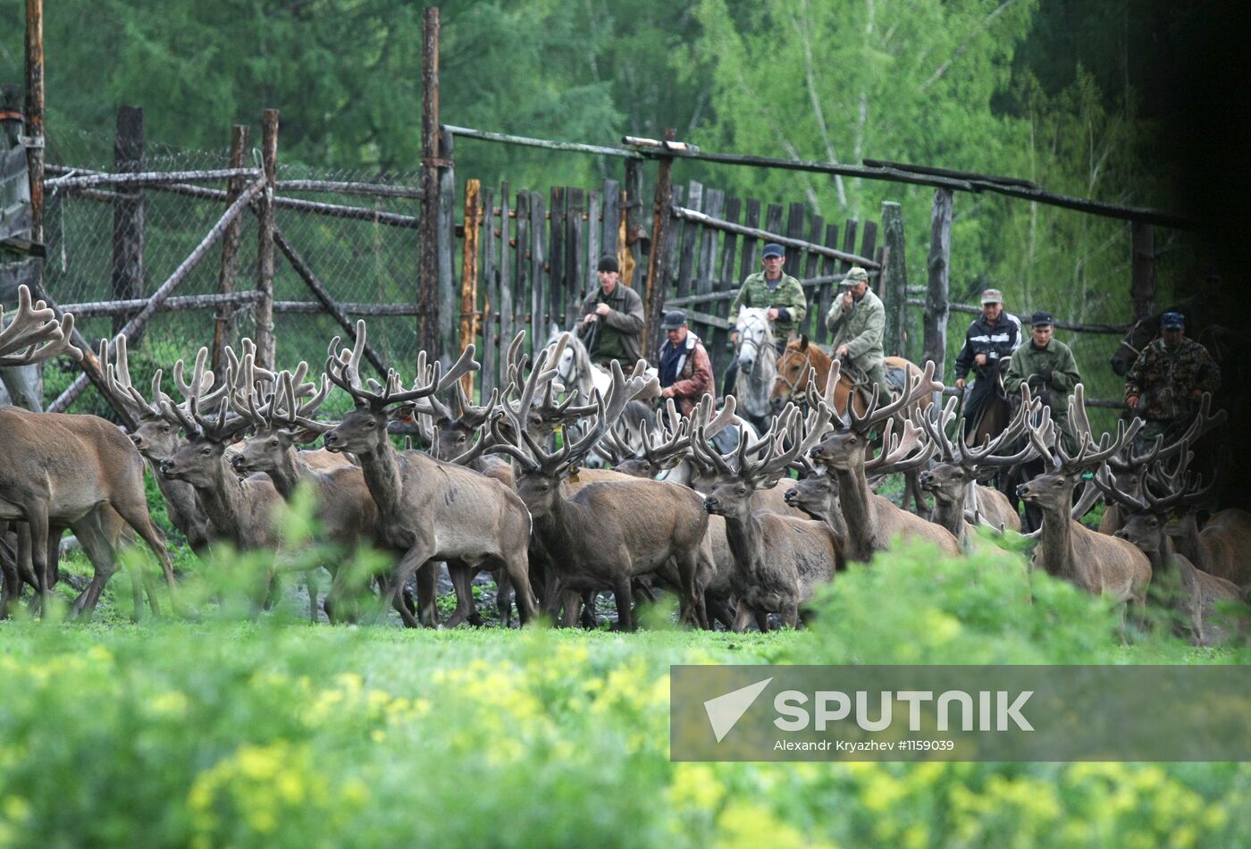 Red deer farm in Altai Republic