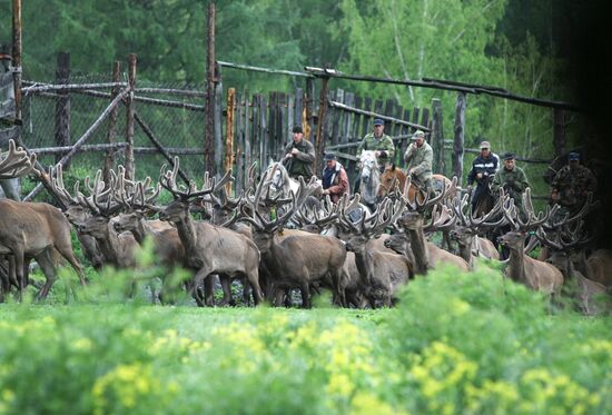 Red deer farm in Altai Republic