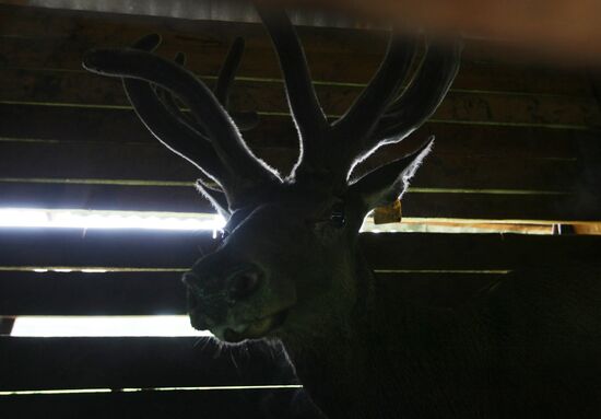 Red deer farm in Altai Republic