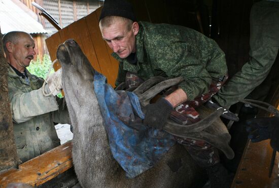 Red deer farm in Republic of Altai