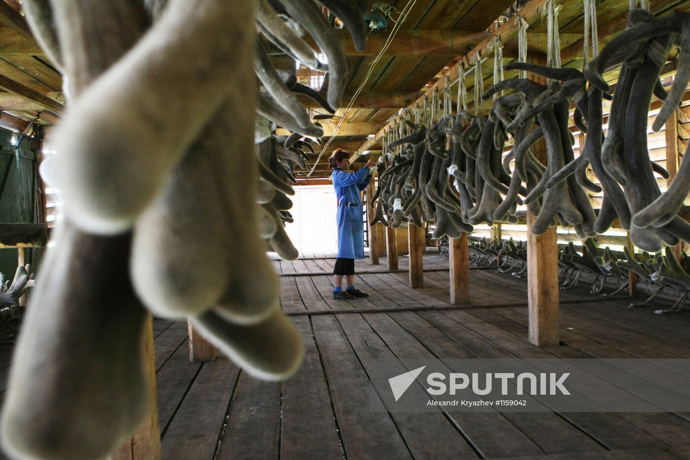 Red deer farm in Republic of Altai