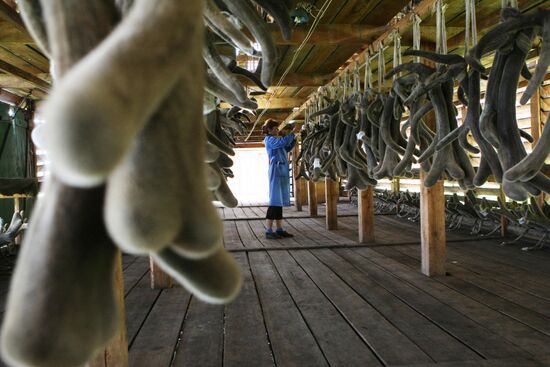 Red deer farm in Republic of Altai