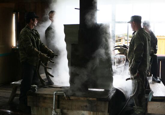 Red deer farm in Republic of Altai