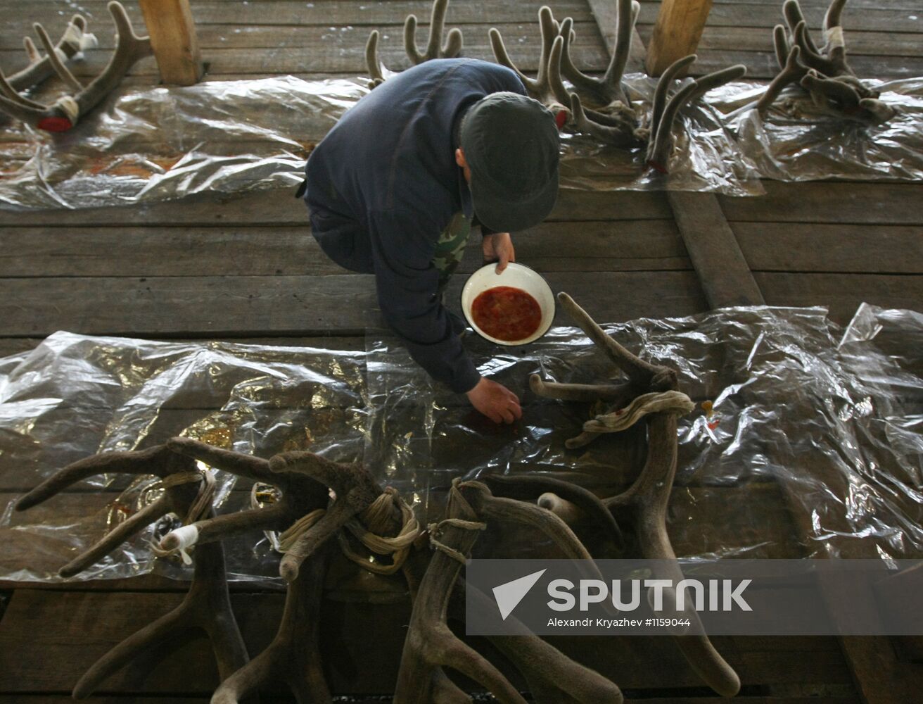 Red deer farm in Republic of Altai
