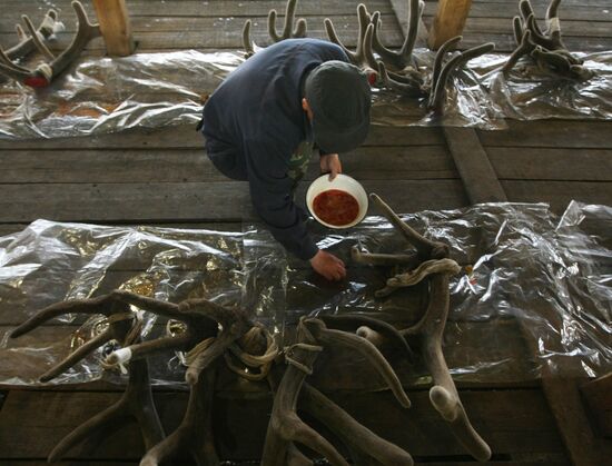 Red deer farm in Republic of Altai