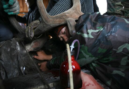 Red deer farm in Republic of Altai