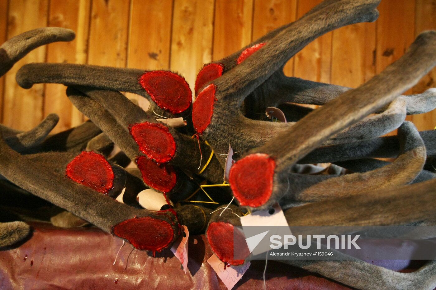 Red deer farm in Republic of Altai