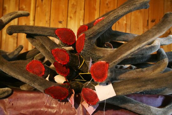 Red deer farm in Republic of Altai