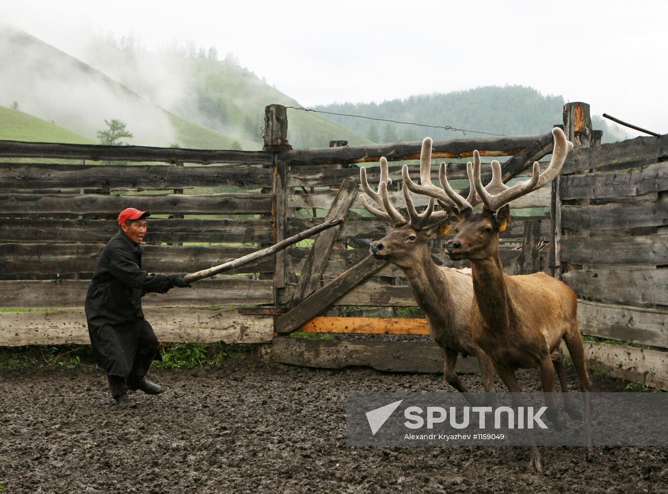 Red deer farm in Republic of Altai