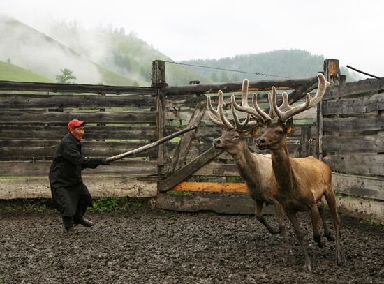 Red deer farm in Republic of Altai