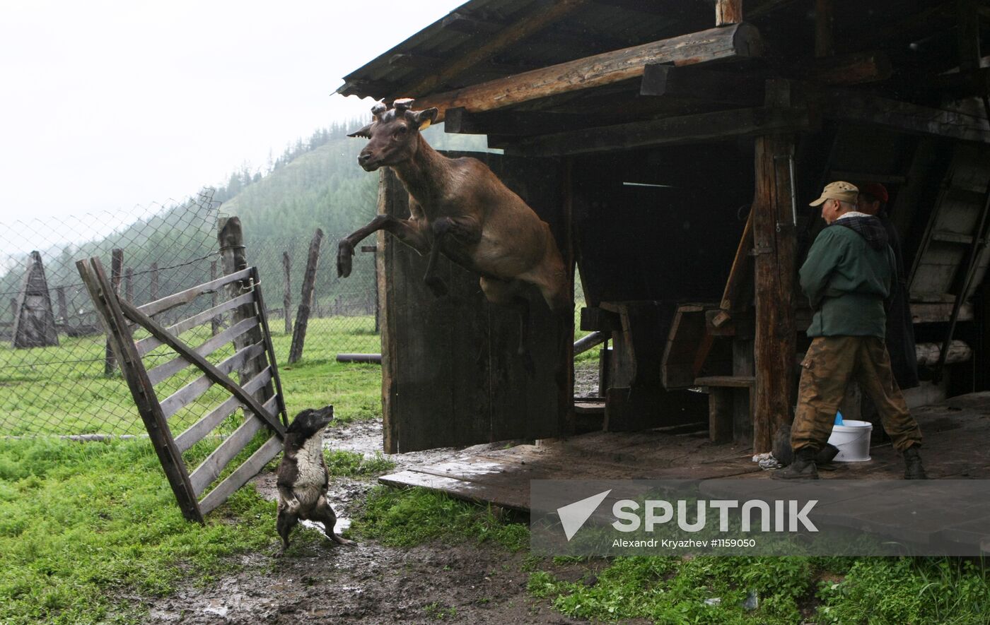 Red deer farm in Republic of Altai