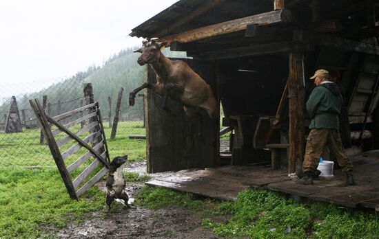Red deer farm in Republic of Altai