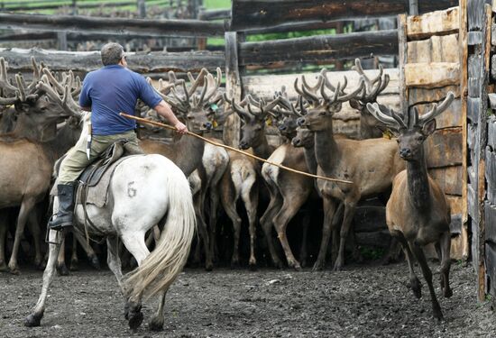 Red deer farm in Republic of Altai