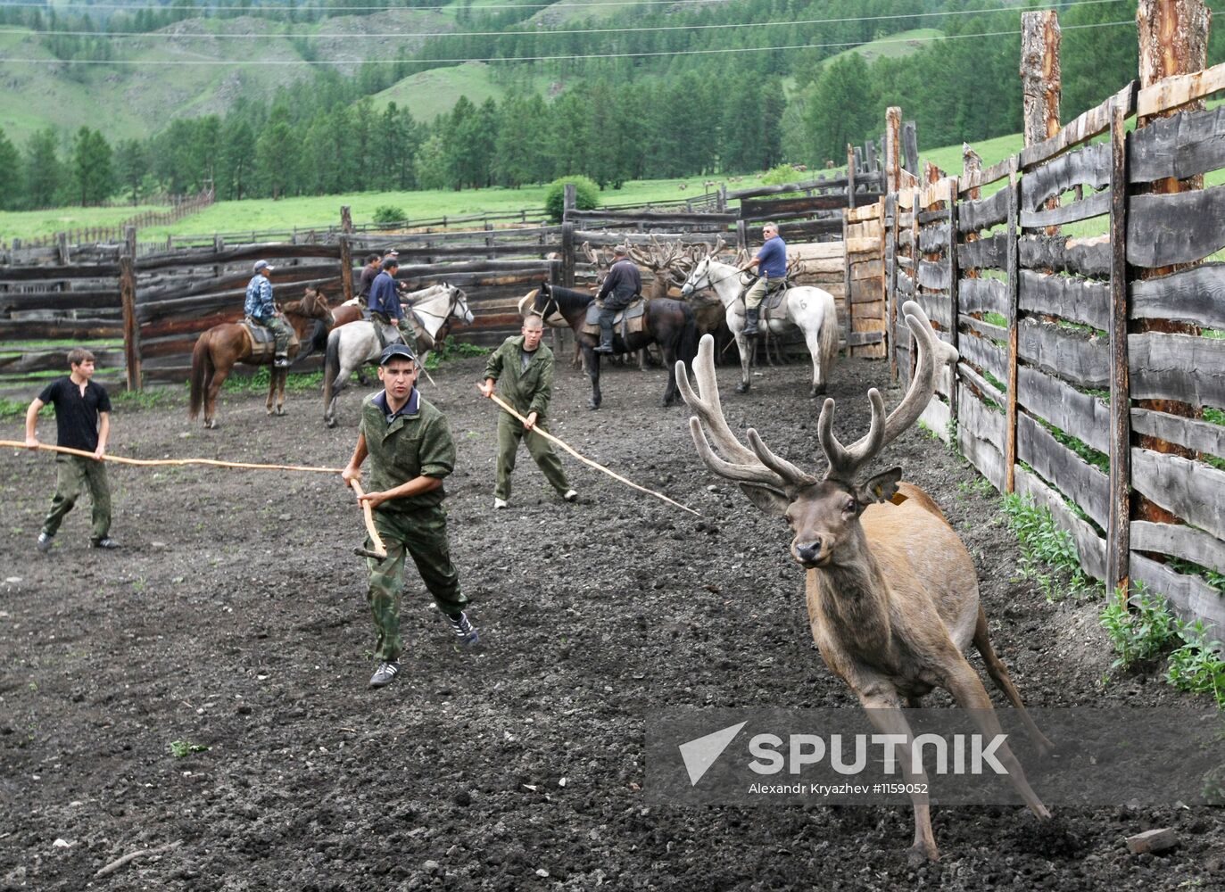 Red deer farm in Republic of Altai