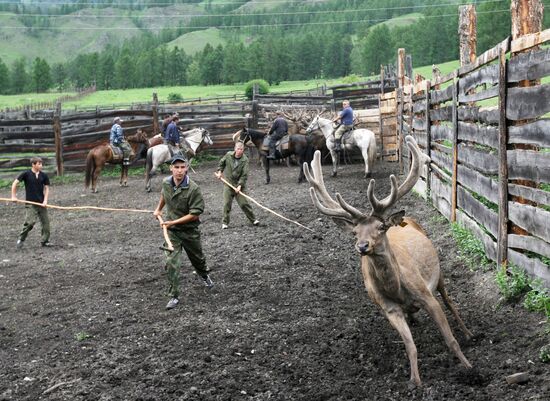 Red deer farm in Republic of Altai
