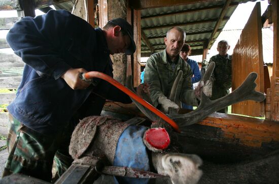 Red deer farm in Republic of Altai
