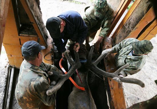 Red deer farm in Republic of Altai