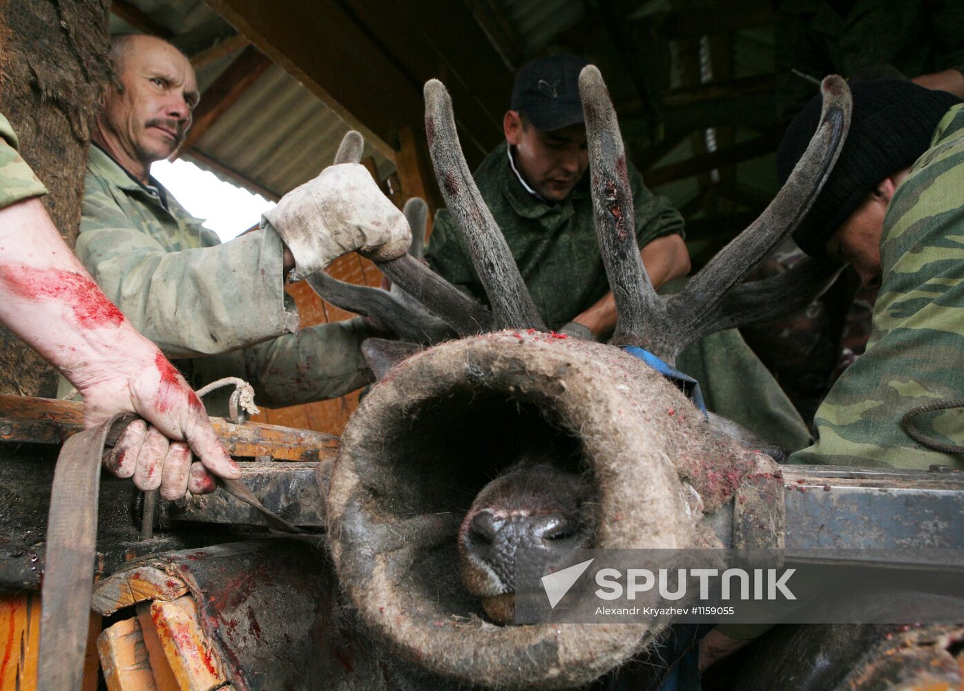Red deer farm in Republic of Altai