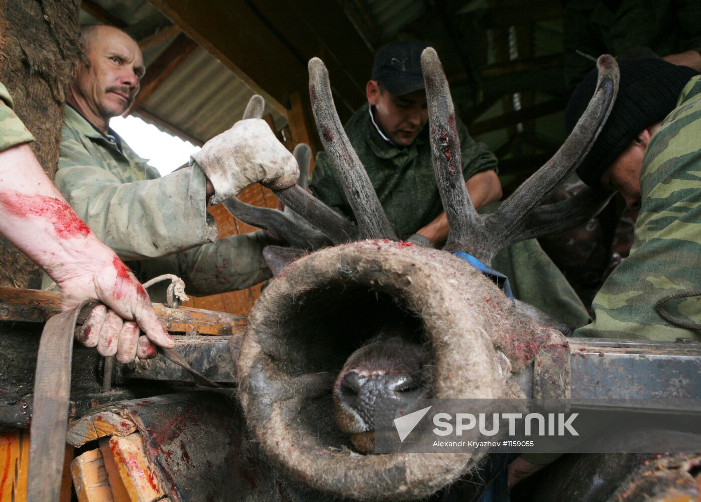 Red deer farm in Republic of Altai