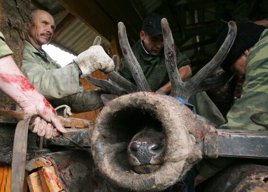 Red deer farm in Republic of Altai
