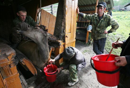 Red deer farm in Republic of Altai