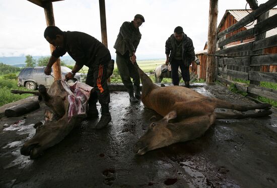 Red deer farm in Republic of Altai