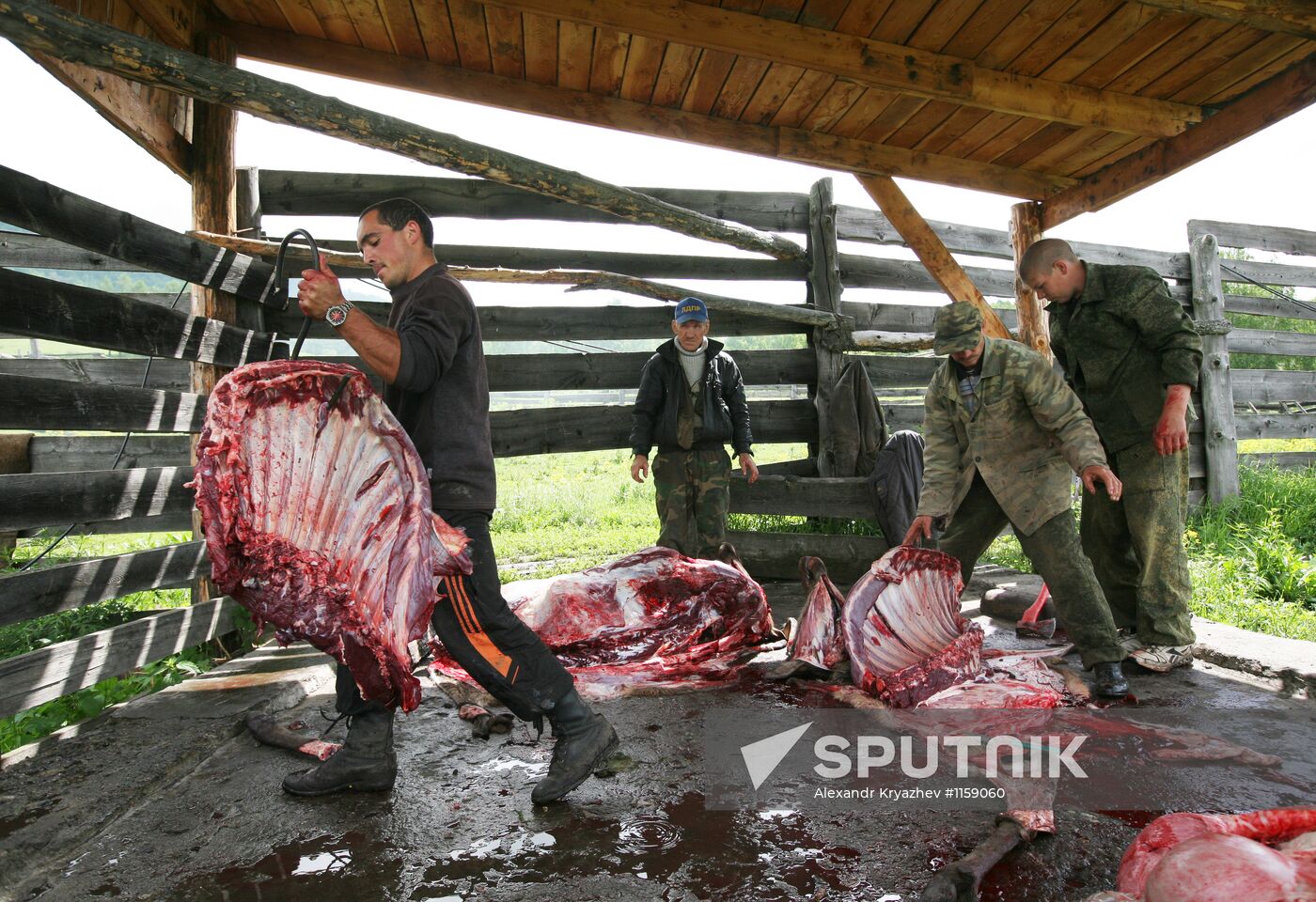 Red deer farm in Republic of Altai