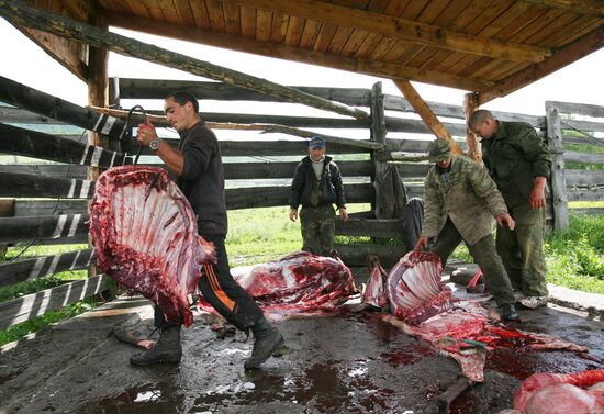 Red deer farm in Republic of Altai