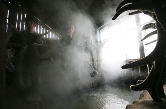 Red deer farm in Republic of Altai