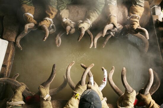 Red deer farm in Republic of Altai