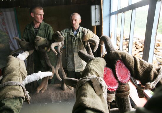 Red deer farm in Republic of Altai