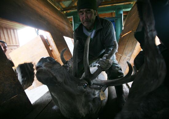 Red deer farm in Republic of Altai
