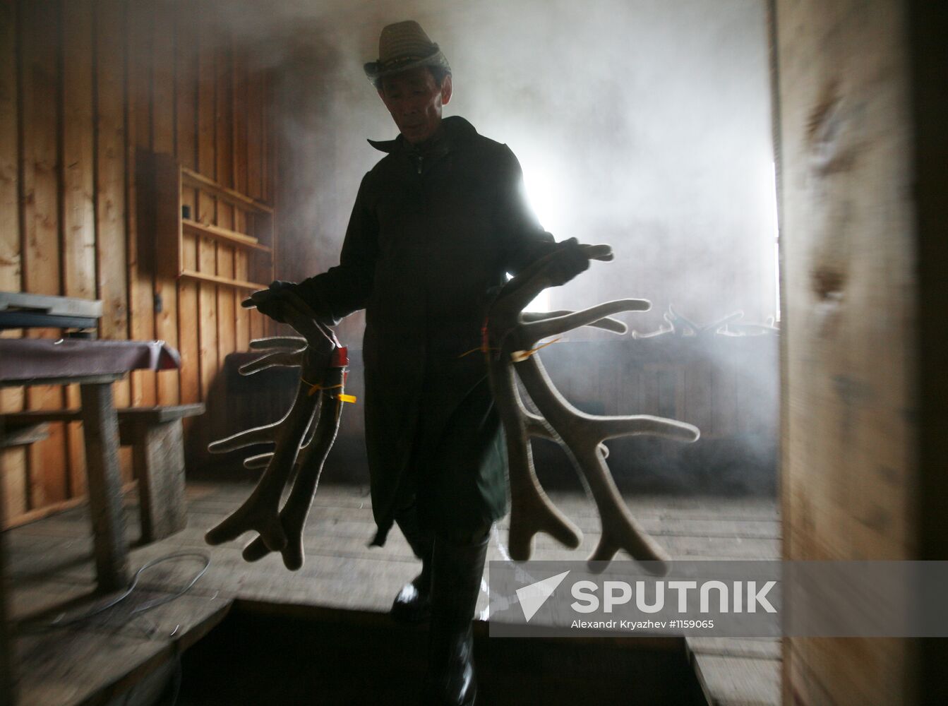 Red deer farm in Republic of Altai