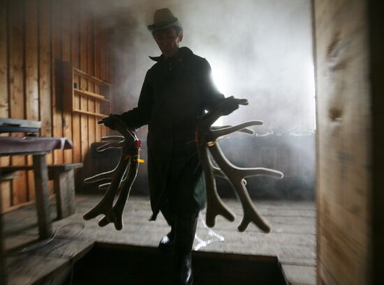 Red deer farm in Republic of Altai