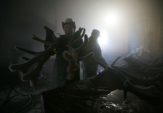 Red deer farm in Republic of Altai