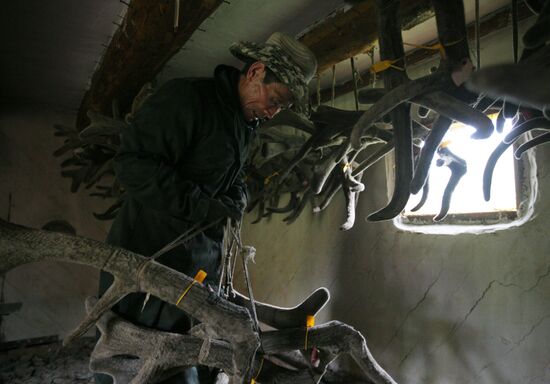Red deer farm in Republic of Altai