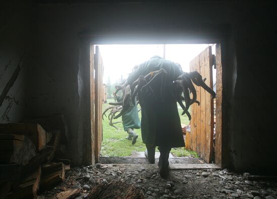 Red deer farm in Republic of Altai