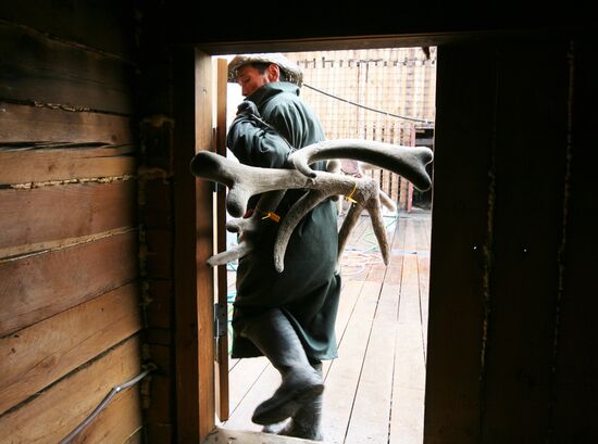 Red deer farm in Republic of Altai