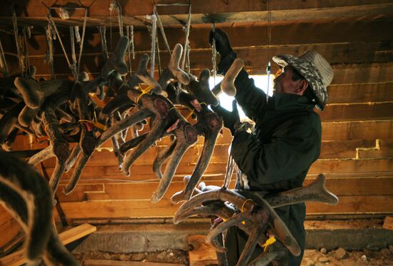 Red deer farm in Republic of Altai