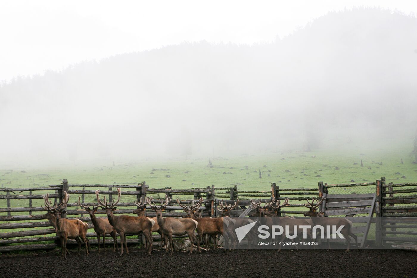 Red deer farm in Republic of Altai