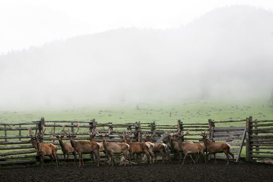 Red deer farm in Republic of Altai