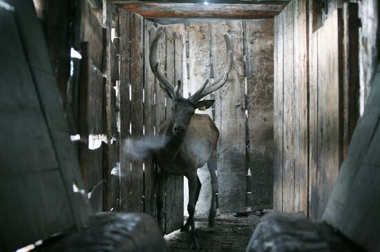 Red deer farm in Republic of Altai