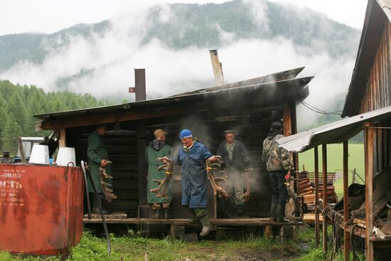 Red deer farm in Republic of Altai