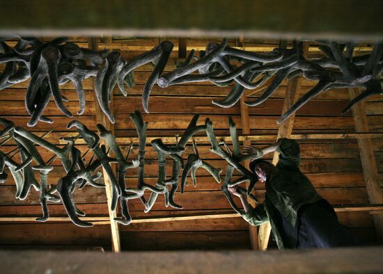 Red deer farm in Republic of Altai