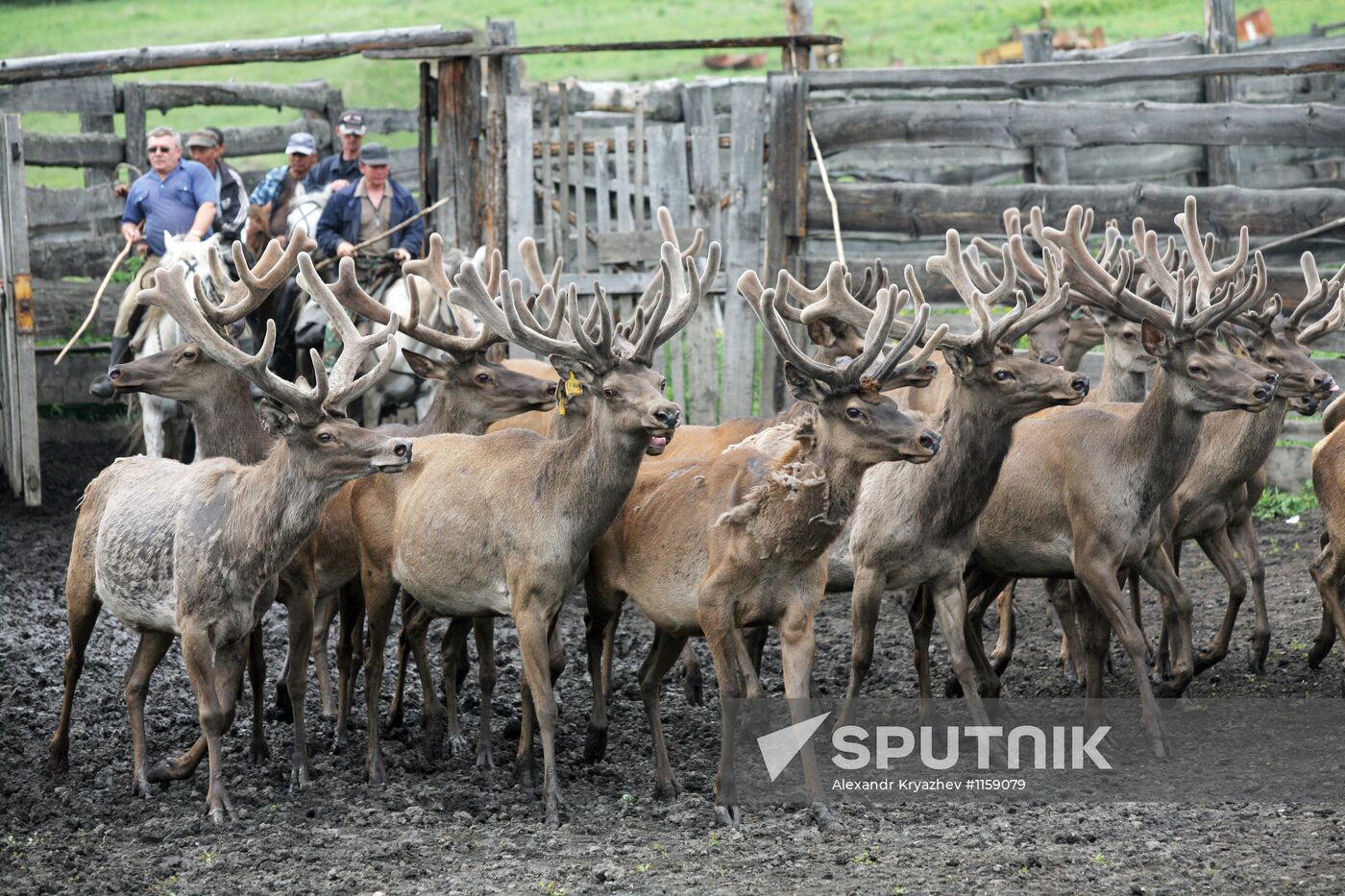 Red deer farm in Republic of Altai