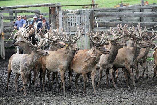 Red deer farm in Republic of Altai