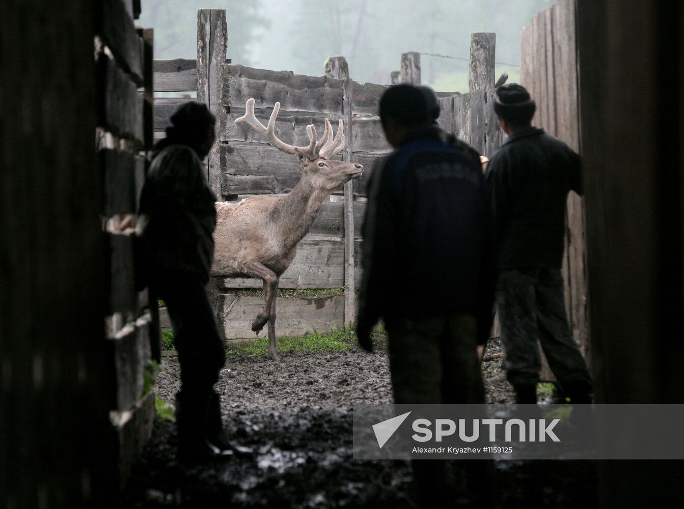 Red deer farm in Republic of Altai